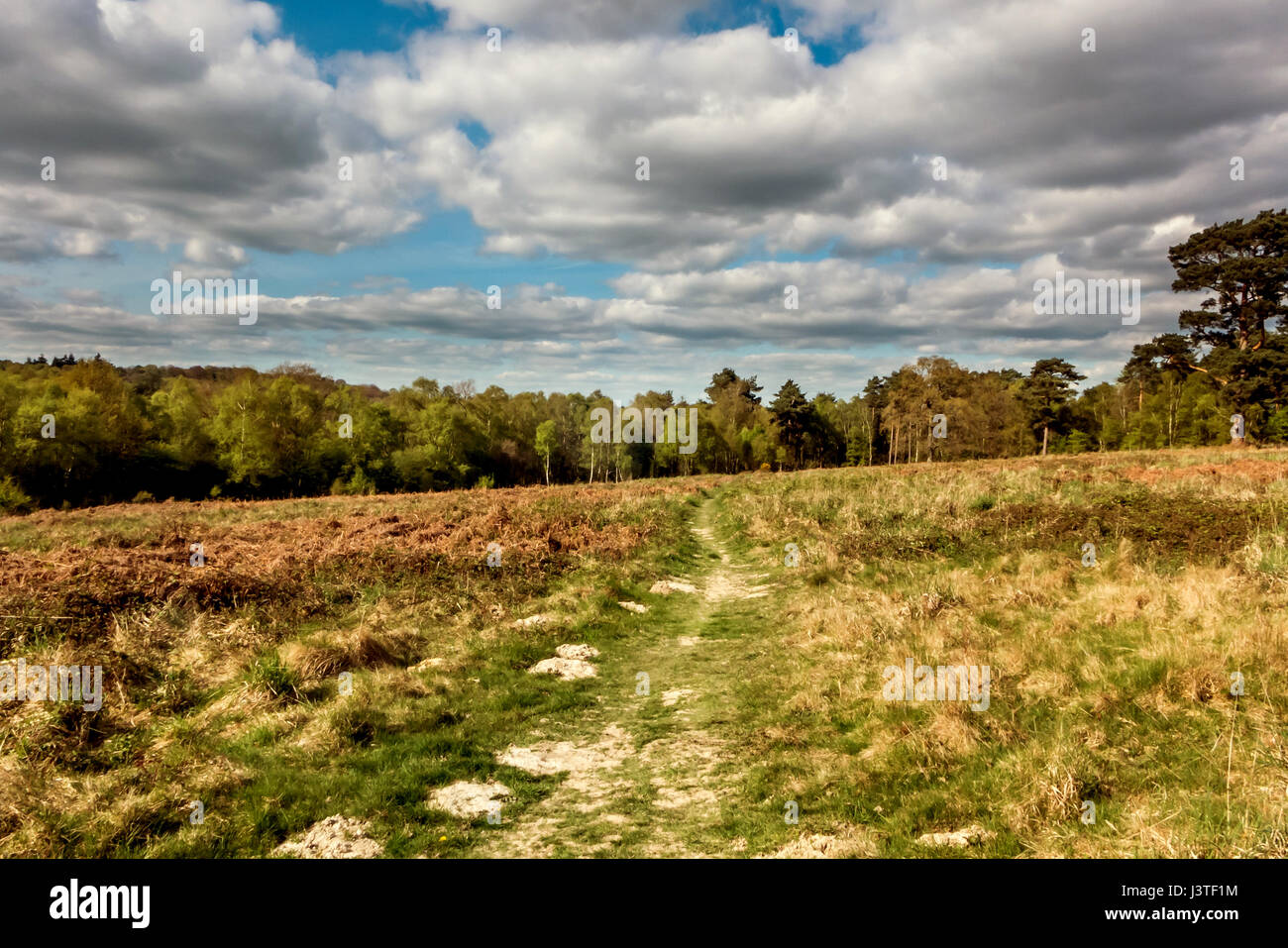 The countryside around the village of Colgate in Sussex Stock Photo Alamy