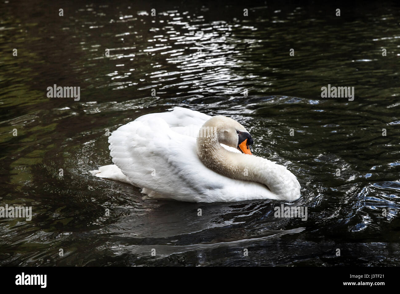 White swan on the pond Stock Photo - Alamy