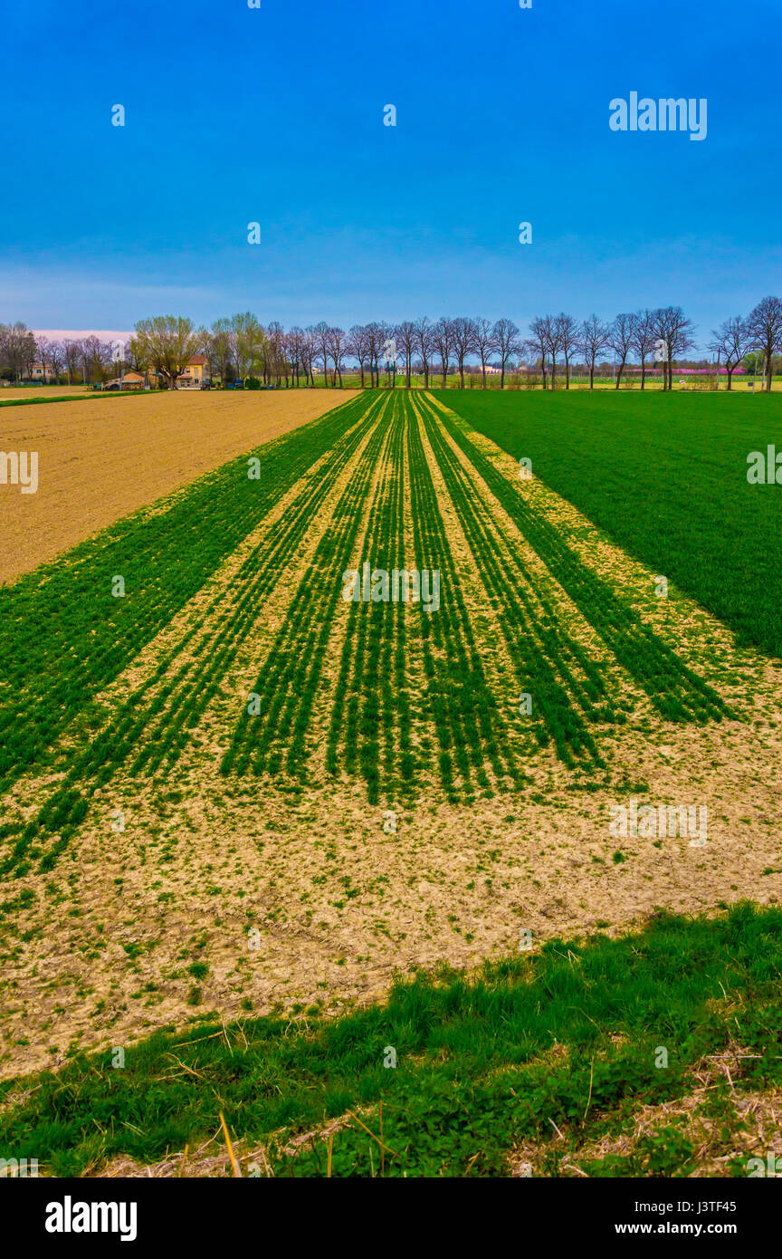 Saturated cultivated field after passage of tractors and sowing Stock Photo