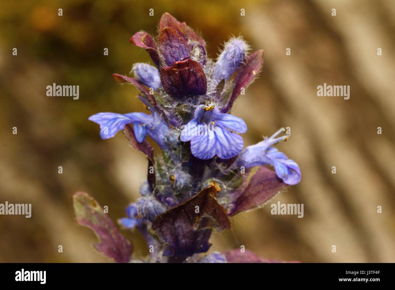 Closeup of a Bugle flower Stock Photo