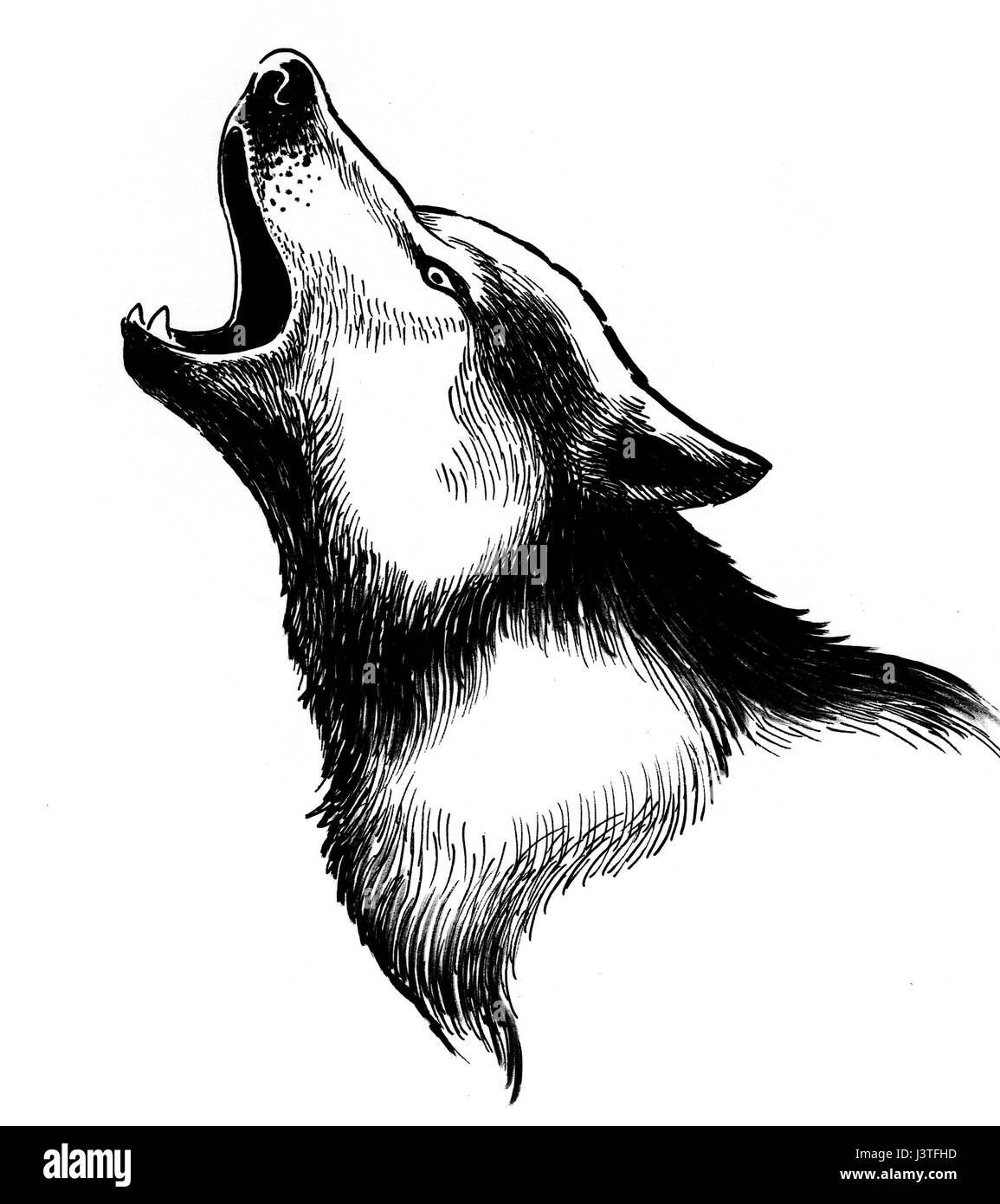 Howling wolf Stock Photo