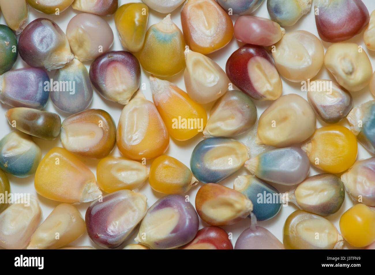 glass gem seeds,unique variety of rainbow colored corn Stock Photo