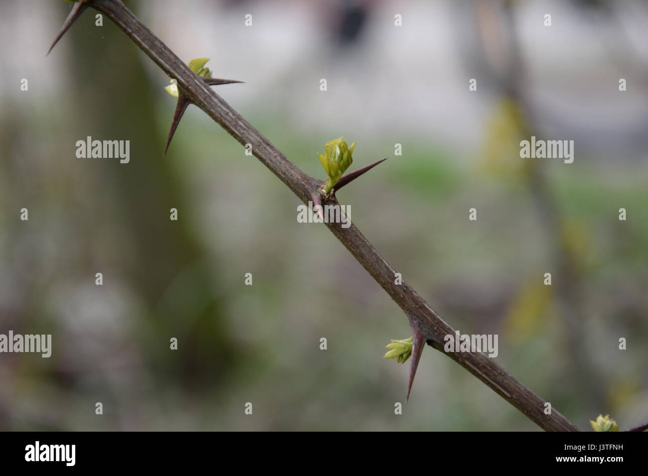 Robinia pseudoacacia spines in spring Stock Photo
