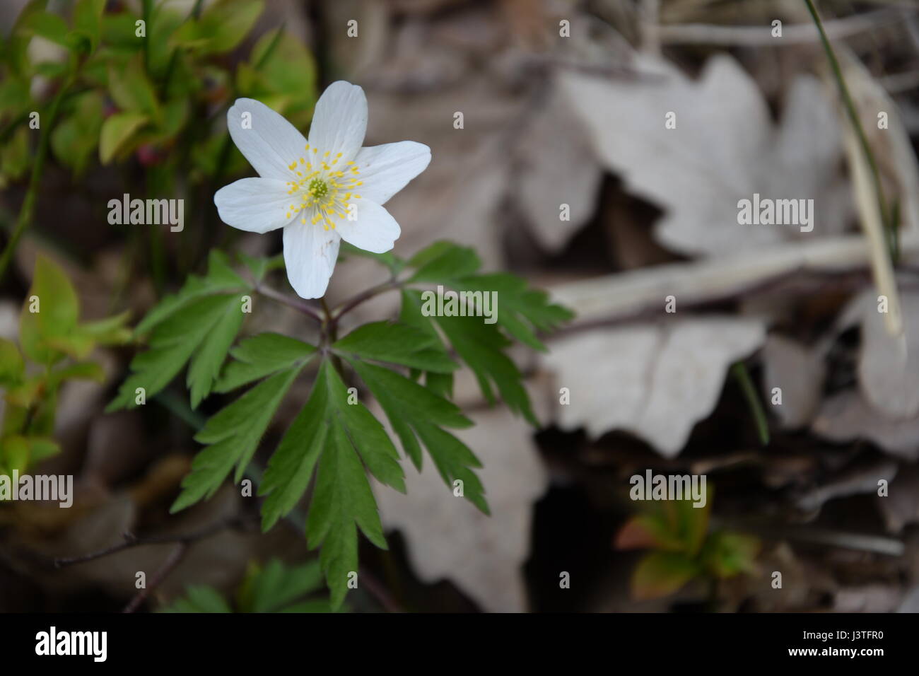 White flower of the Wood Anemone or Wind Flower (Anemone nemorosa) Stock Photo