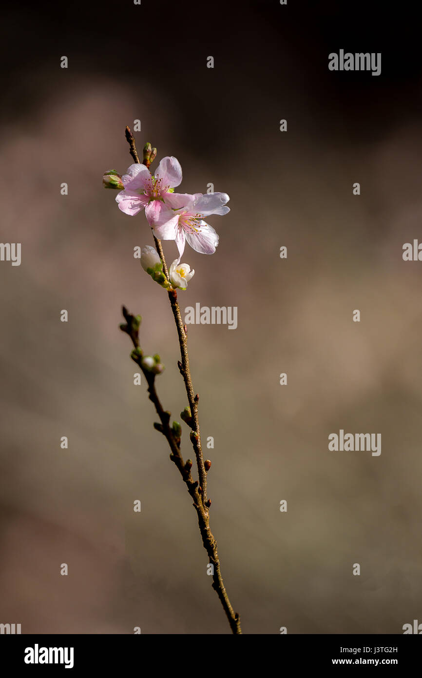 Sakura Cherry blossoms for spring background japan Stock Photo - Alamy