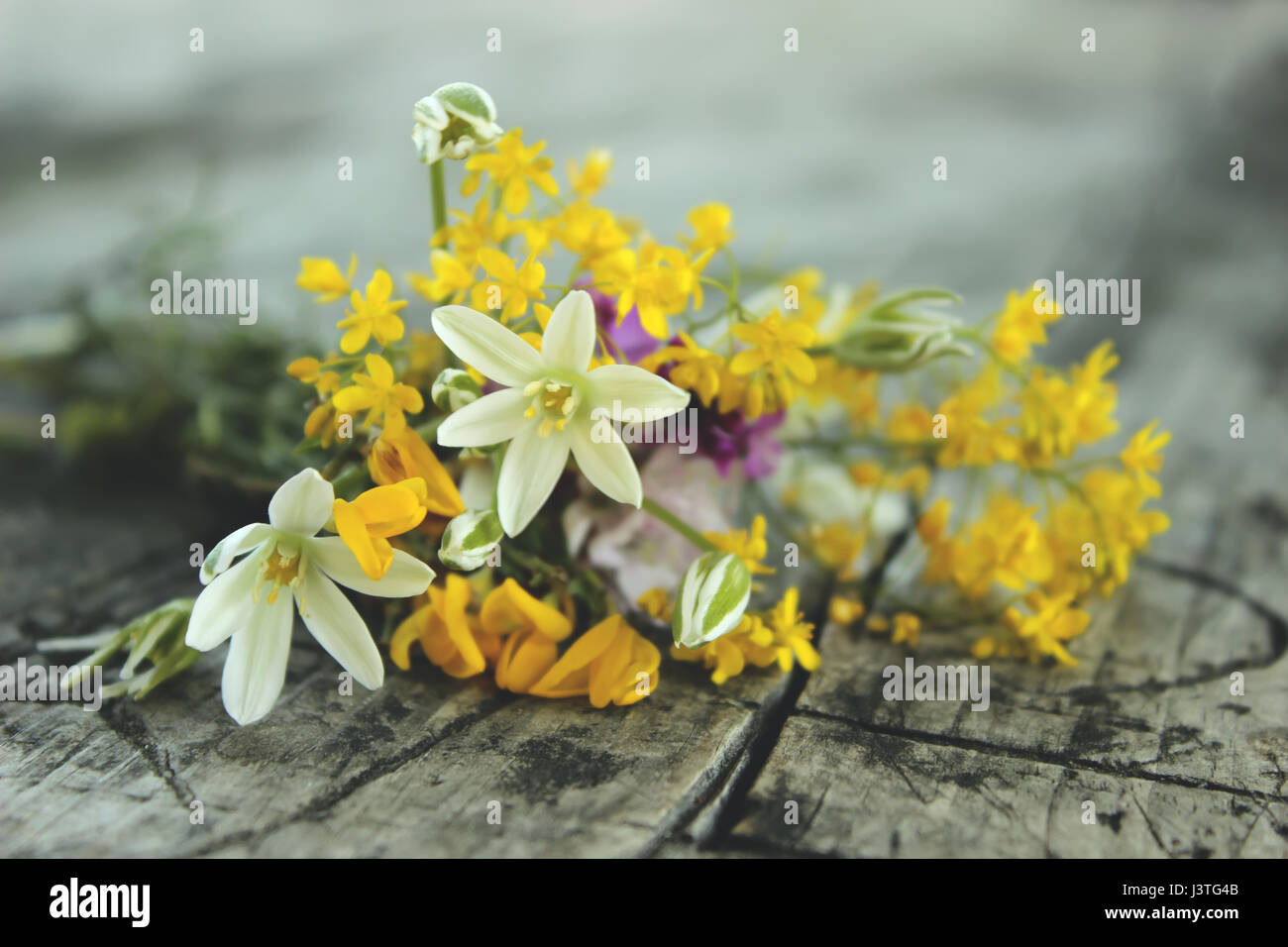Various wild hi-res stock photography and images - Alamy