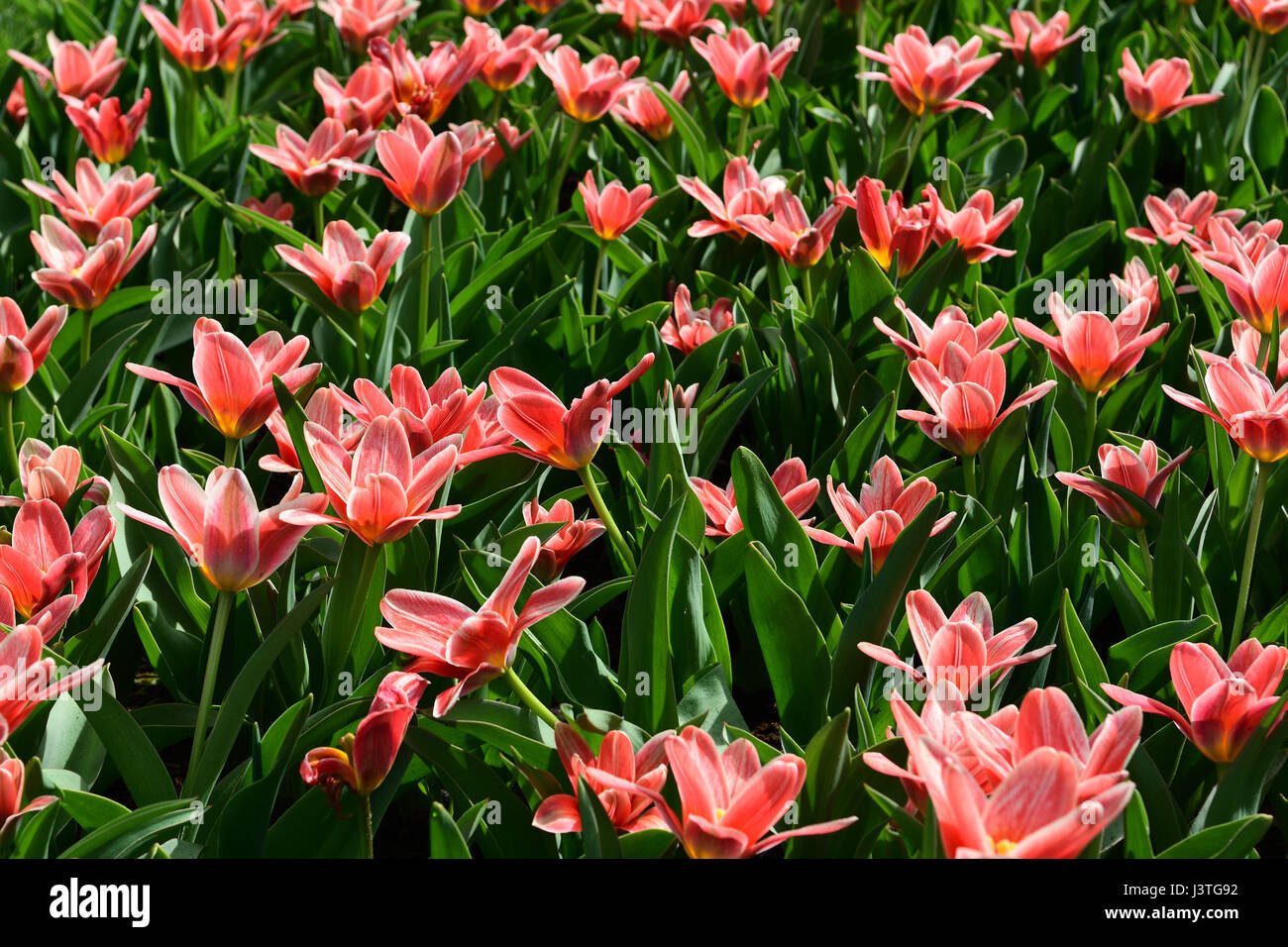 Tulips opened petals hires stock photography and images Alamy