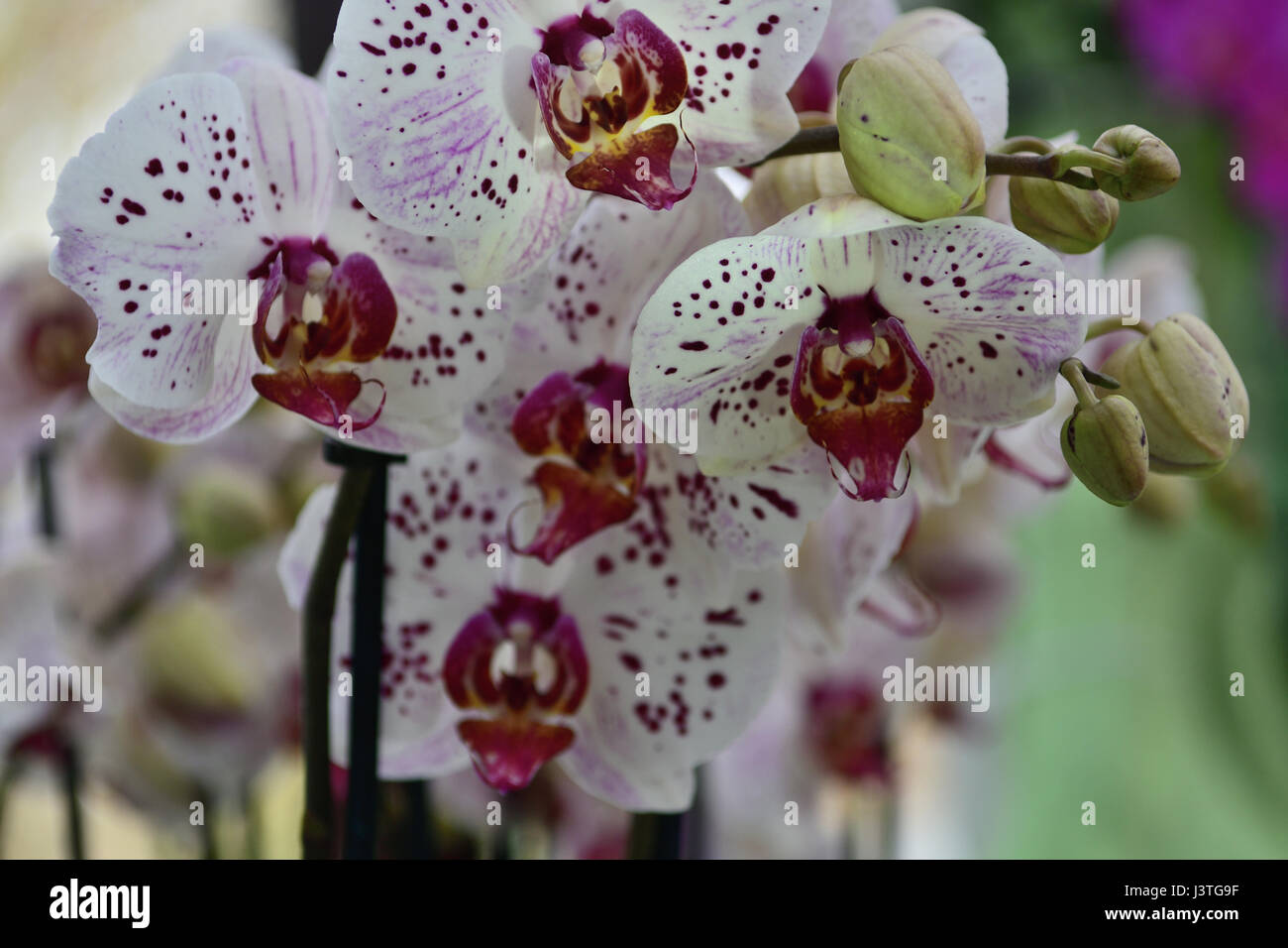 close up of pink and white orchids Stock Photo