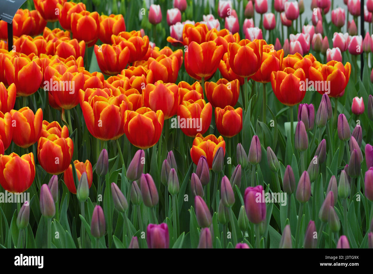 orange tulips amongst various blooms Stock Photo Alamy