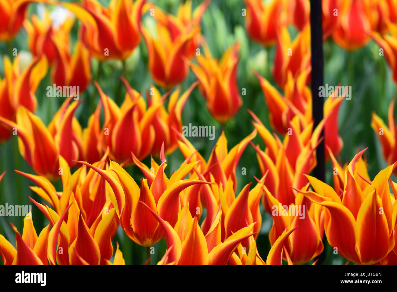 Orange And Yellow Tulips That Look Like A Fire Stock Photo Alamy