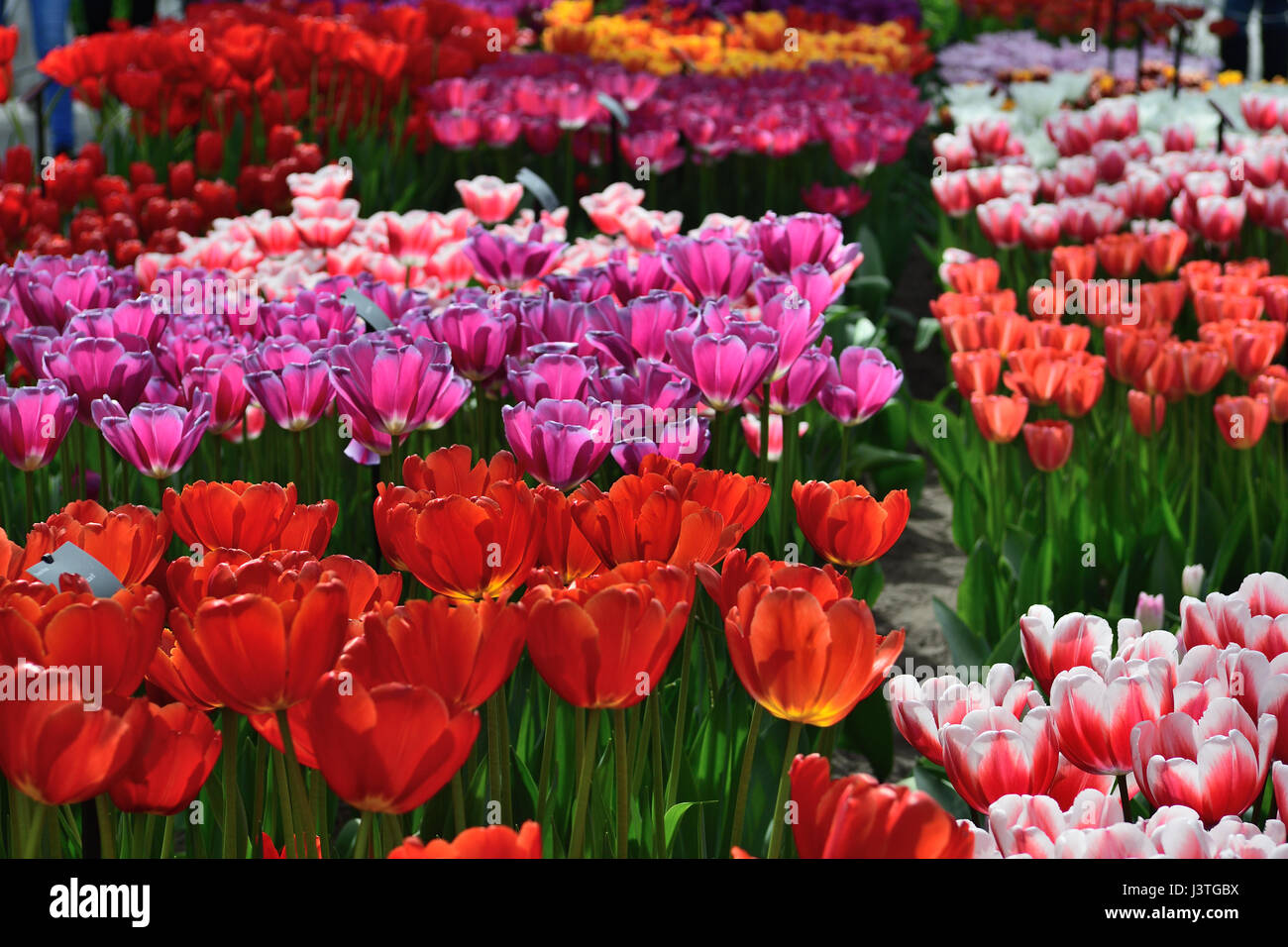 tulips with light reflecting to make them appear glass like Stock Photo