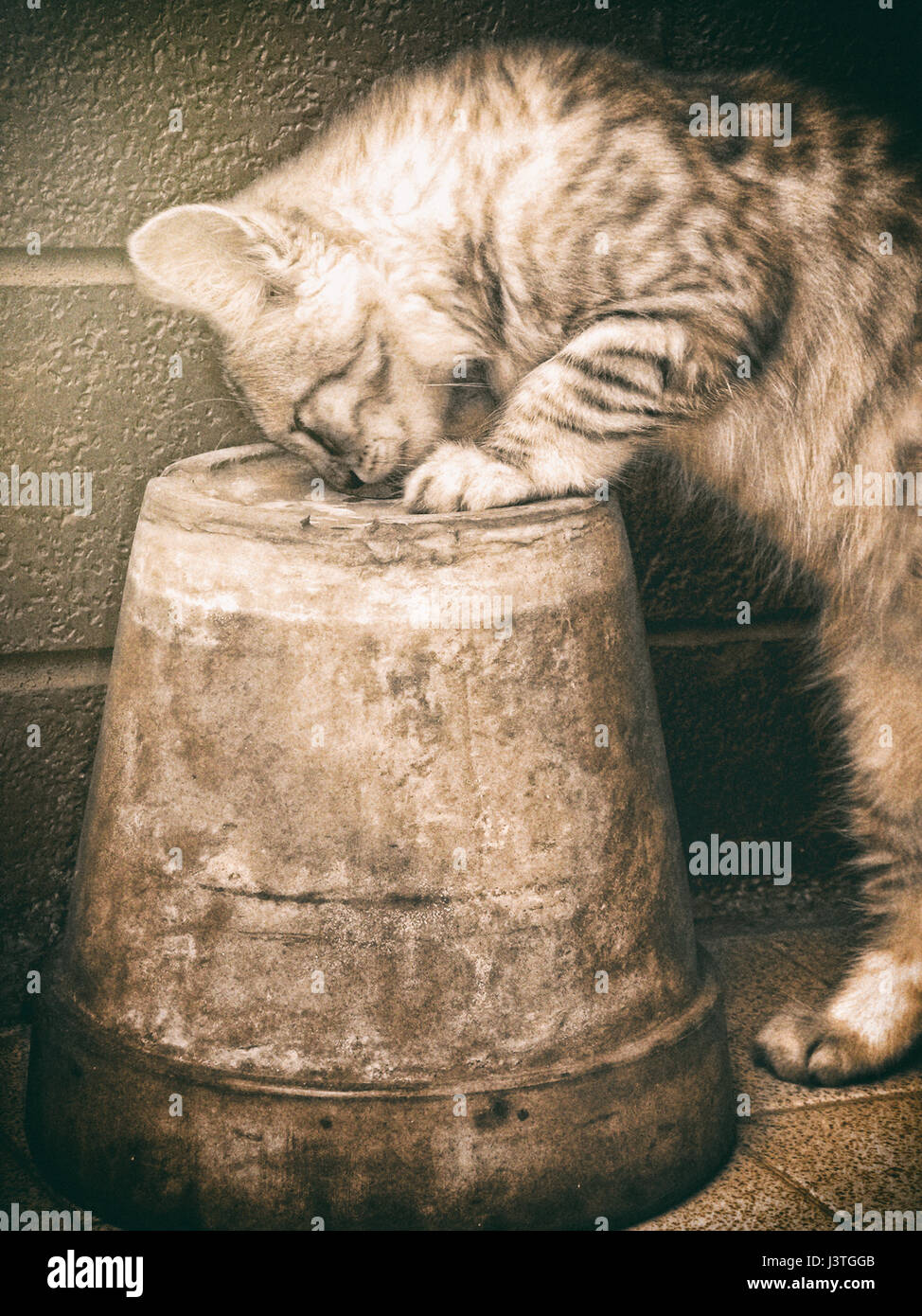 Cat curiosity Stock Photo