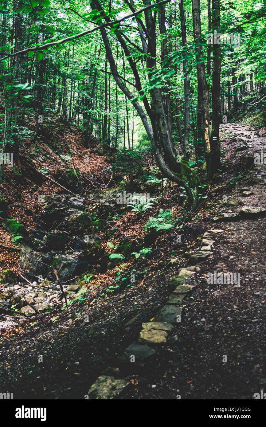 Hiking path up a hill in a dark forest on an overcast day on a hill towards  the dolina ku dziurze, a valley in the Polish Tatra mountains Stock Photo -  Alamy, image size:866x1390