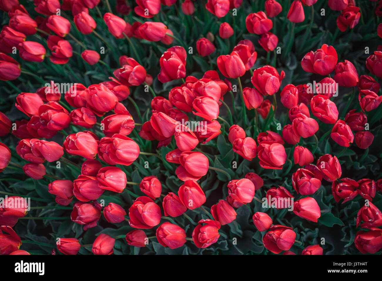A bright red tulip flower background with a fade to white on the top for text. Use it for a spring or love concept. Stock Photo