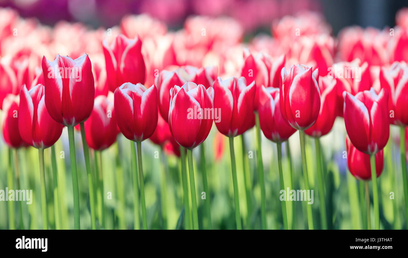 Colorful tulips in Keukenhof Garden Stock Photo - Alamy