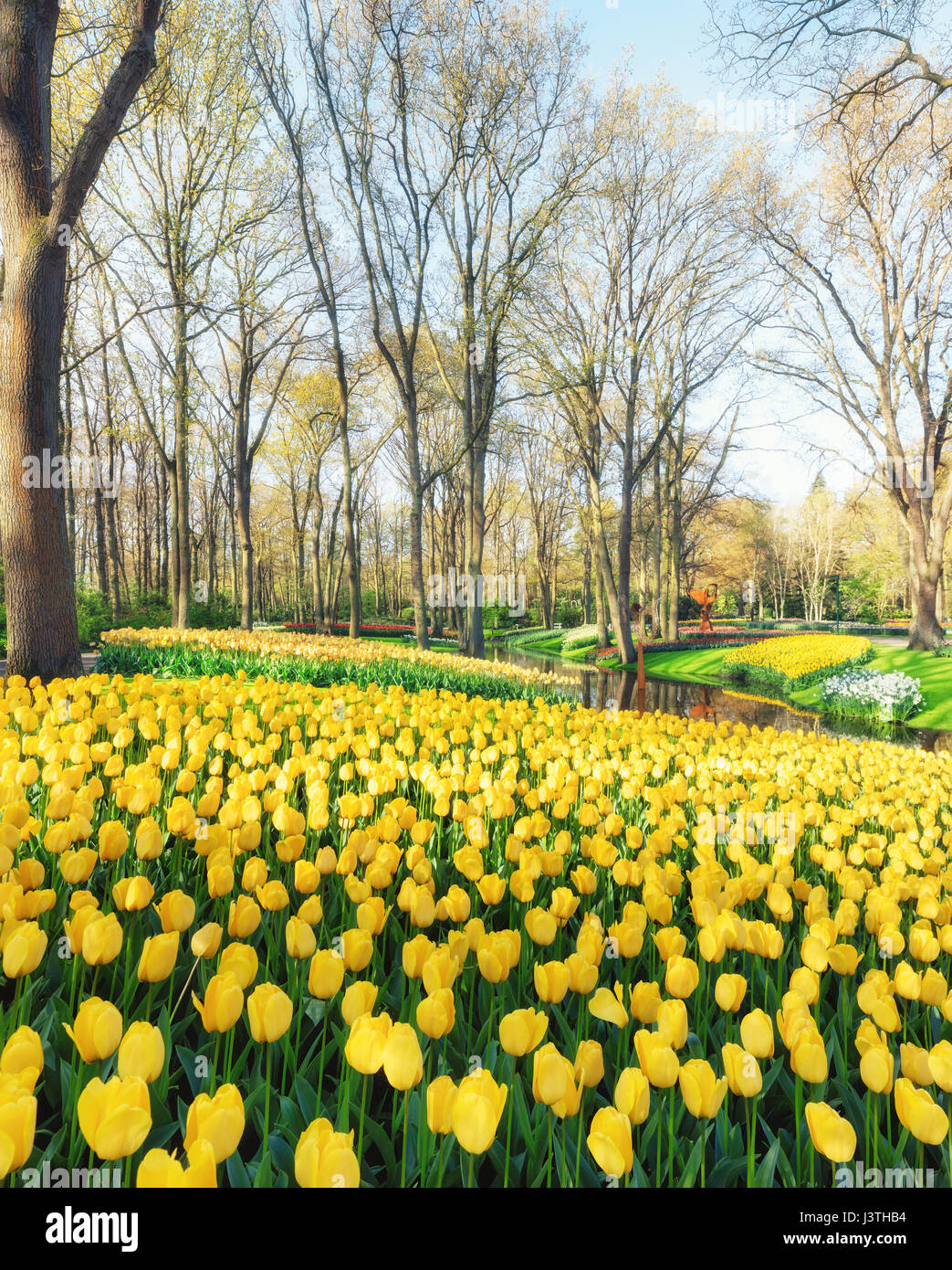 Colorful tulips in Keukenhof Garden Stock Photo - Alamy