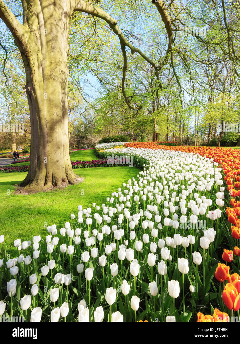 Colorful tulips in Keukenhof Garden Stock Photo - Alamy