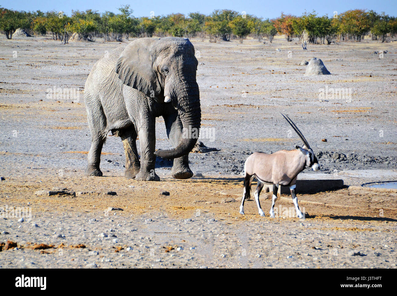 Parque nacional etosha hires stock photography and images Alamy