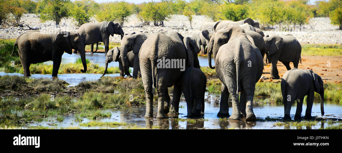 Etosha National Park Stock Photo