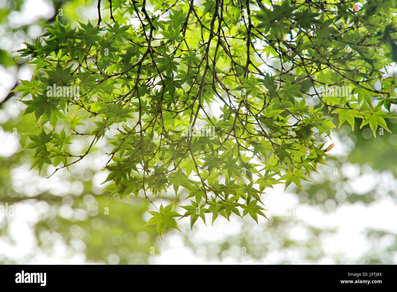 Colorful Japanese maple leaves in morning travel .  Selective focus. Stock Photo