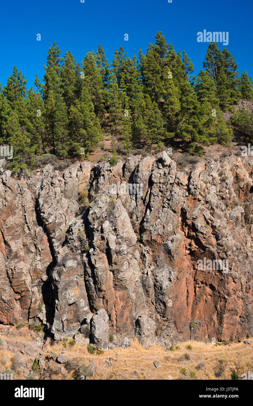 Red lava cliffs, topped by native pine forest, forming the eastern wall of the Barranco de las Goteras, near Ifonche, Tenerife, Canary Islands, Spain Stock Photo