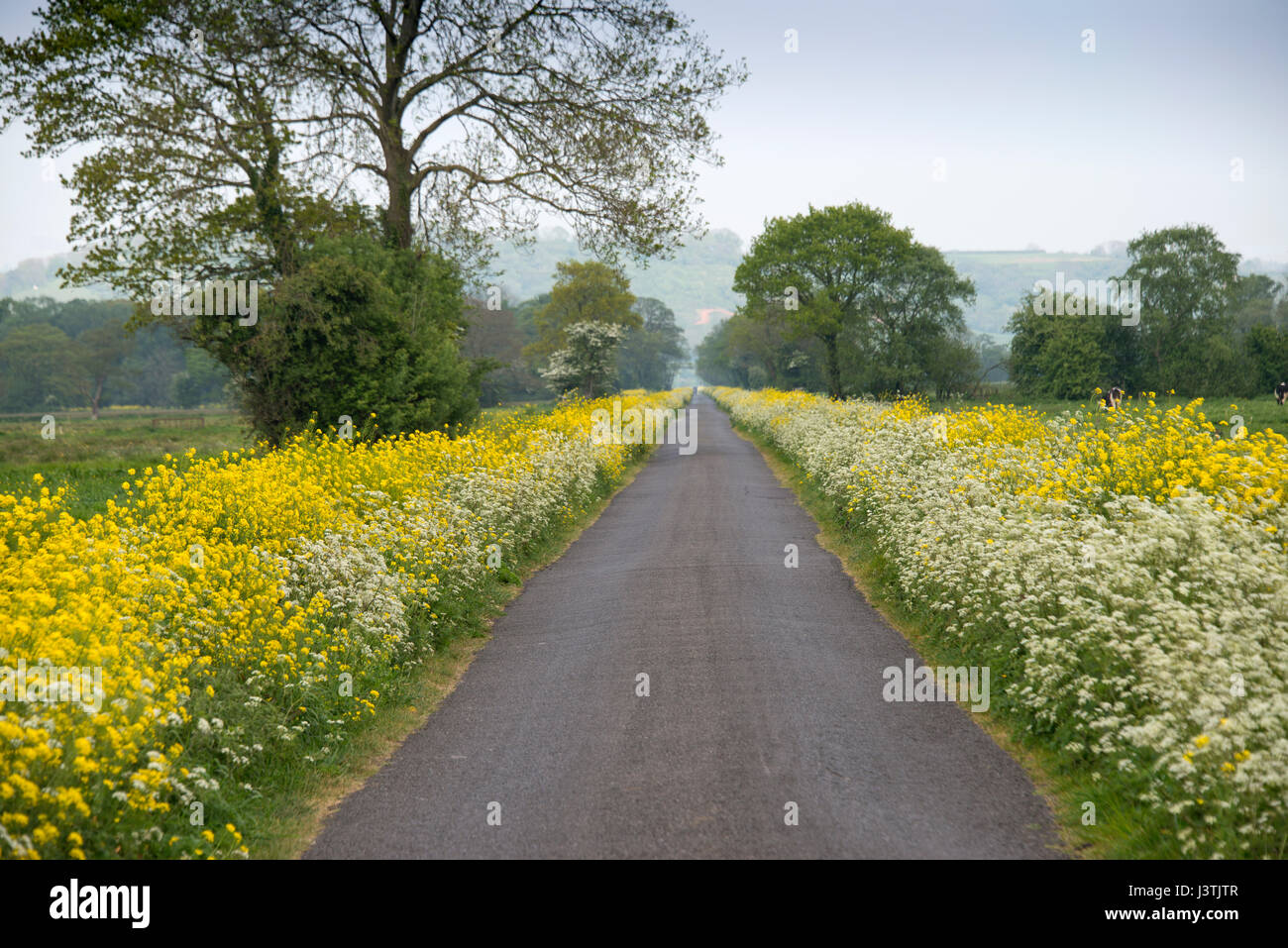 A long straight road, near Glastonbury, Somerset Levels, UK. Stock Photo
