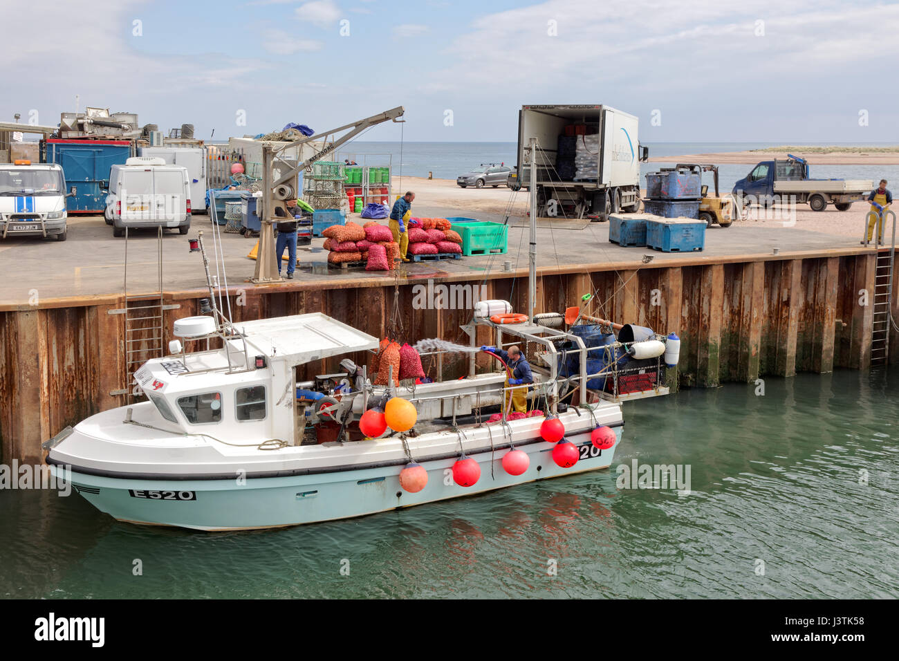 Crew & dockworker unload mussels from the Mia B fishing boat at Exmouth quay Stock Photo