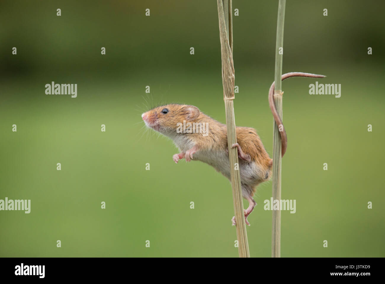 Harvest mouse (Micromys minutus) on wheat stalks. The mouse relies on it's prehensile tail for balance. Stock Photo
