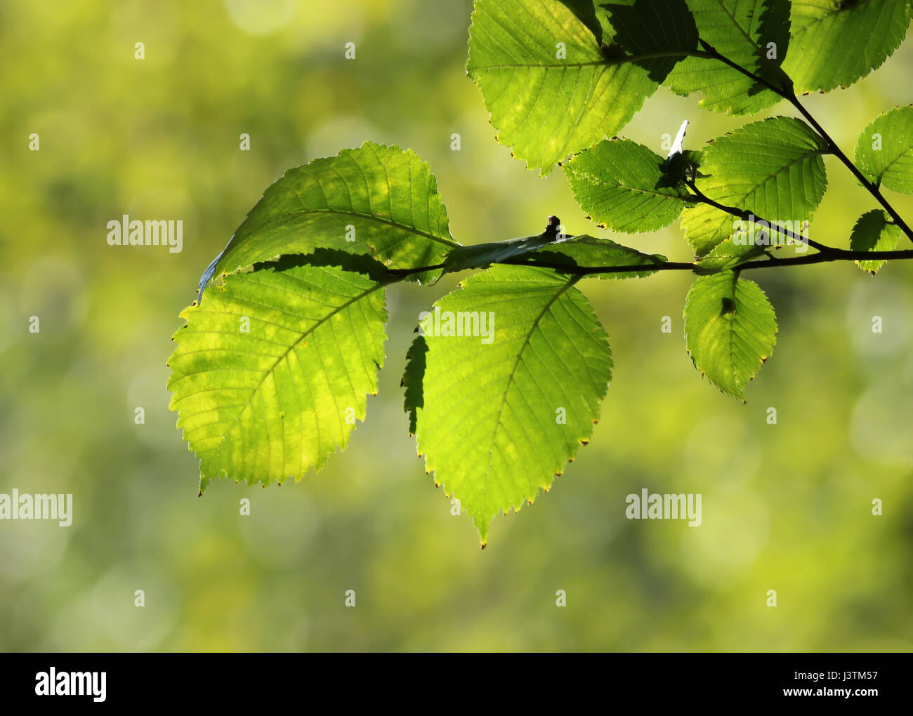 Amazing green leaves hi-res stock photography and images - Alamy