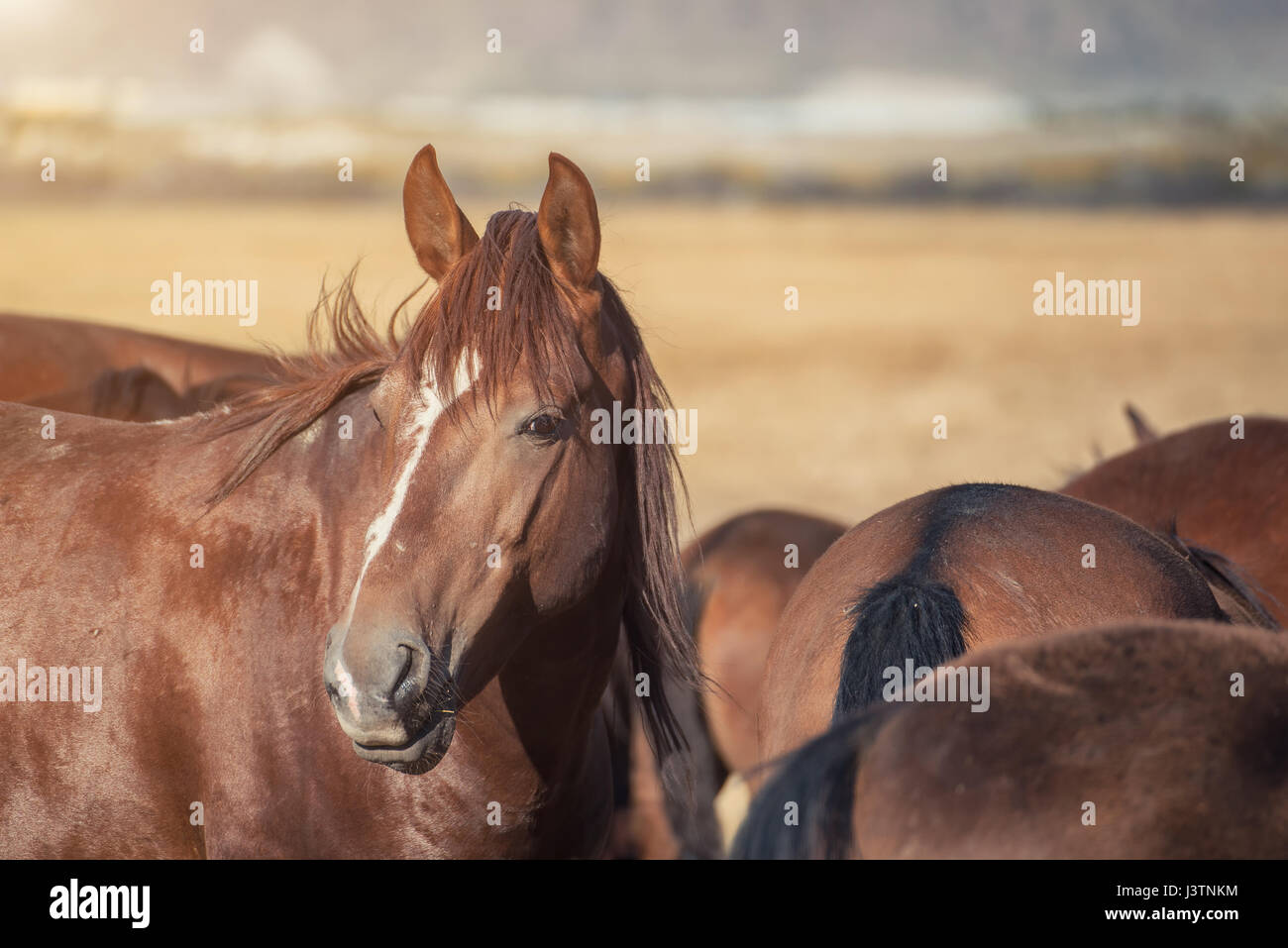 Beautiful brown horse at meadow Stock Photo