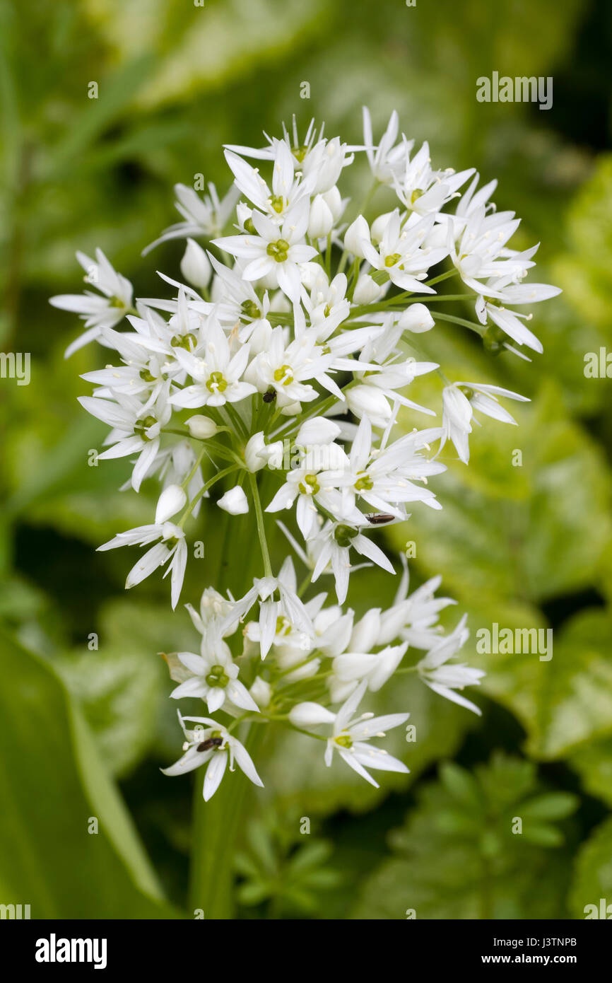 Spring flowers of ransoma, wild garlic, Allium ursinum, growing in a Devon hedgerow Stock Photo
