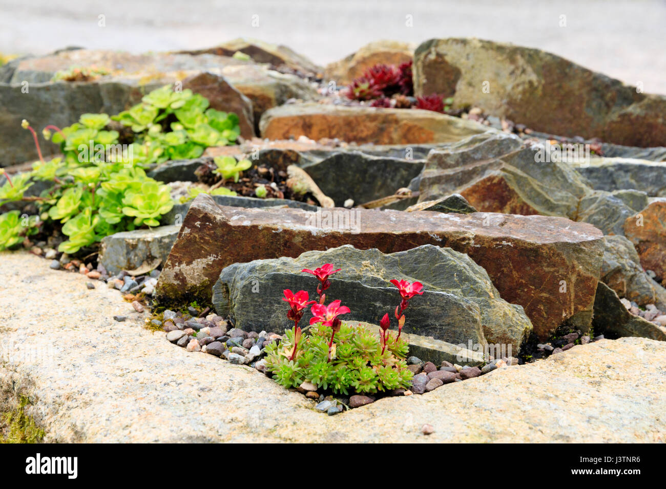 Close up, low angle view over an alpine trough with a red flowered saxifrage in the foreground Stock Photo