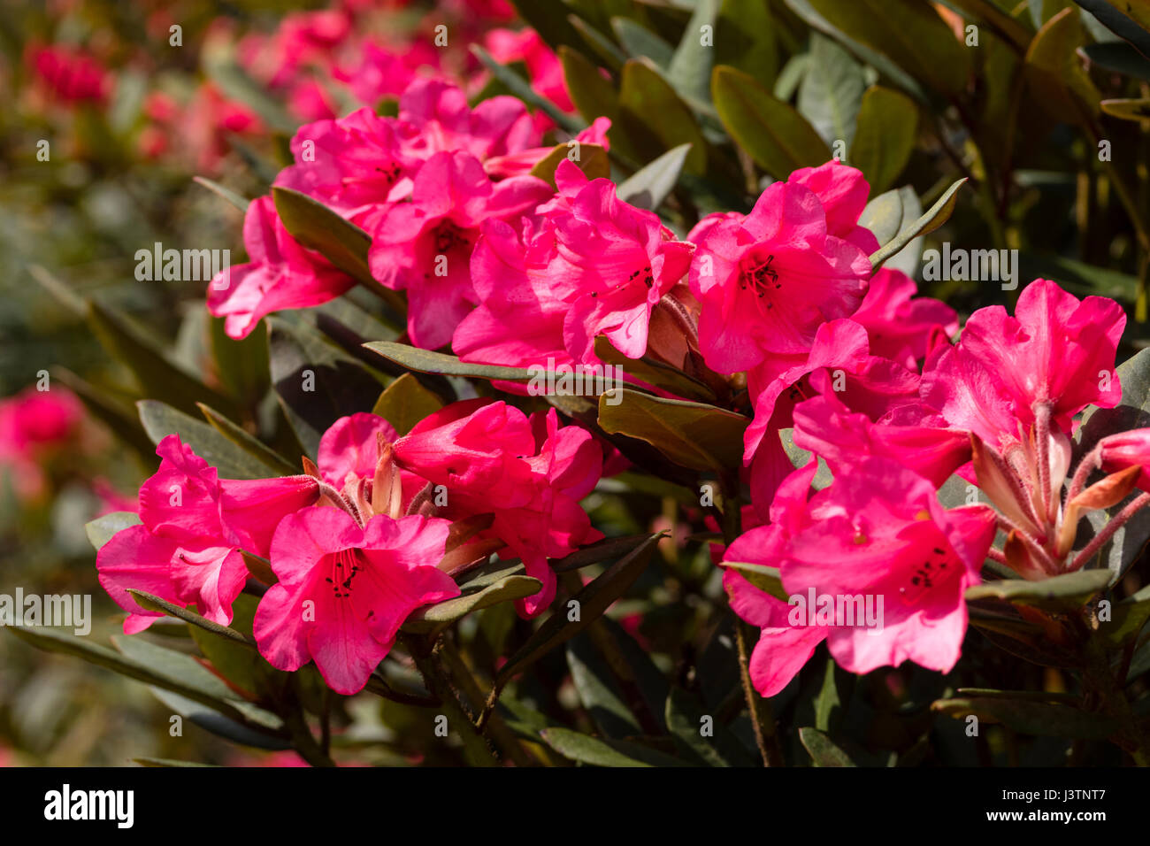 Red sprng flowers of the hardy evergreen shrub, Rhododendron yakushimanum 'Winsome' Stock Photo