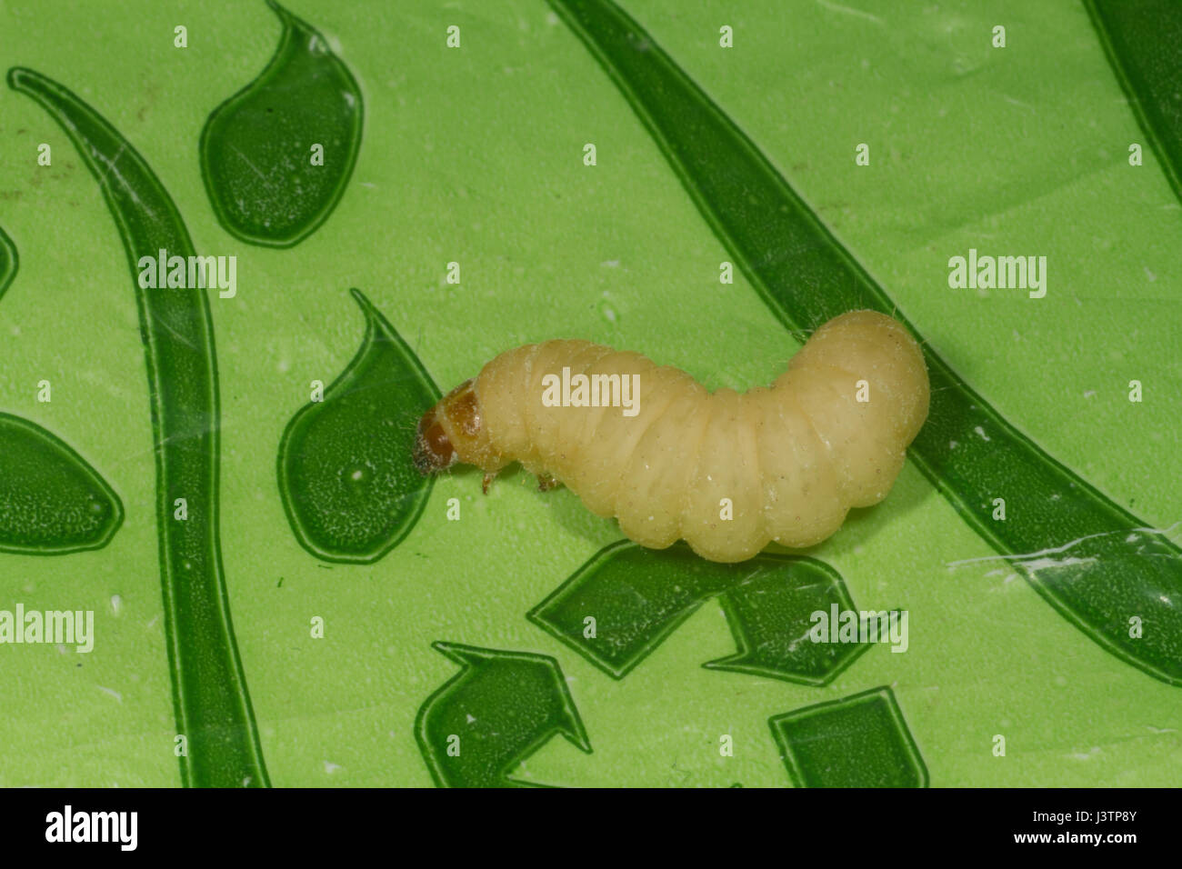 Wax worm hi-res stock photography and images - Alamy