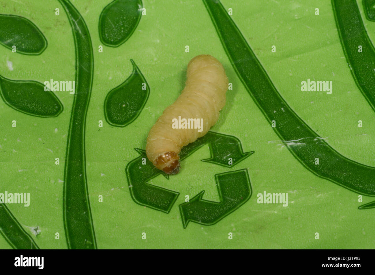 Wax Worms on plastic bag Stock Photo Alamy