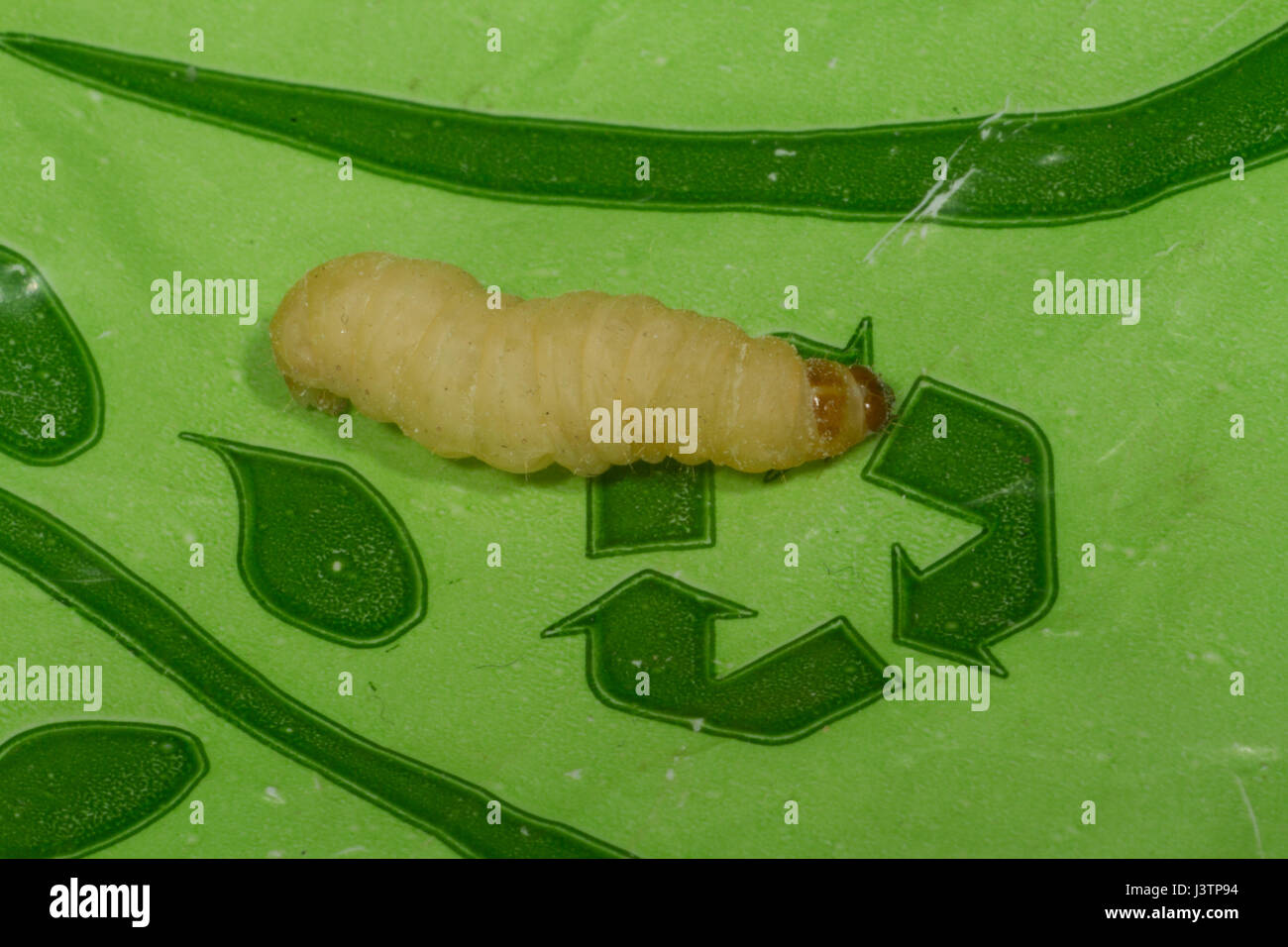 Wax worm hi-res stock photography and images - Alamy