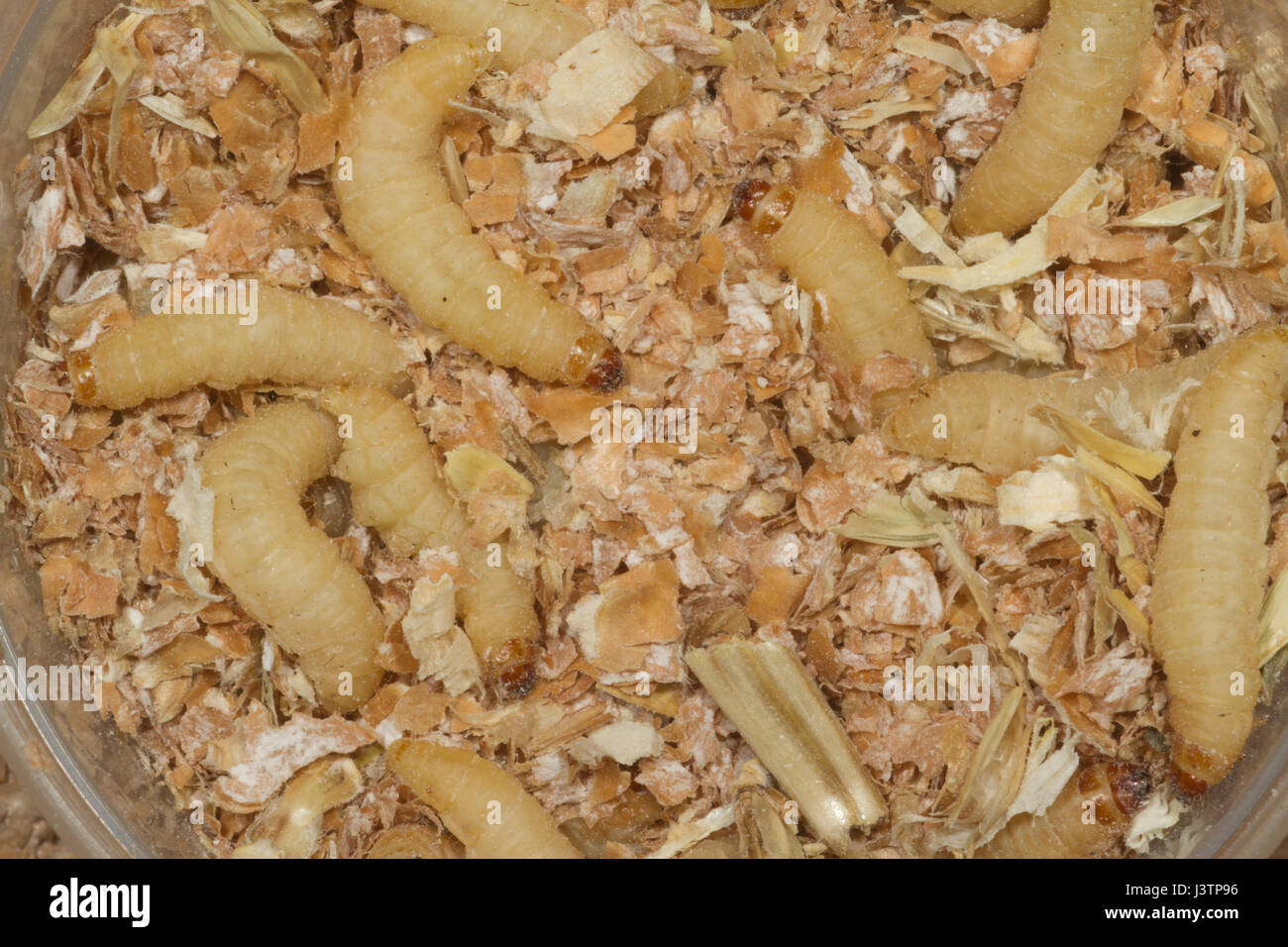 Insect wax hires stock photography and images Alamy