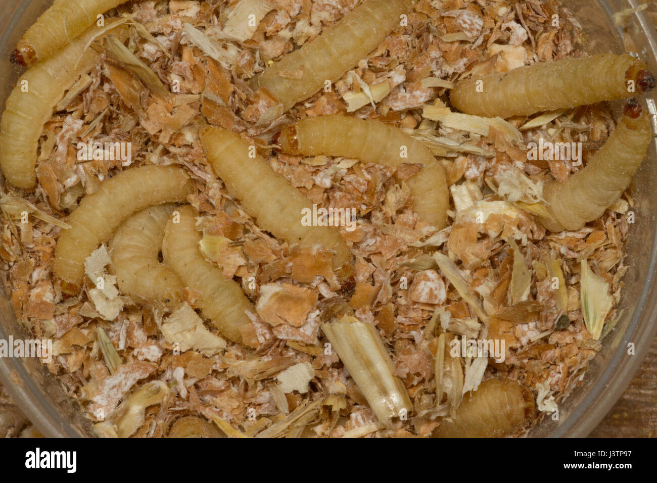 Wax worms hi-res stock photography and images - Alamy