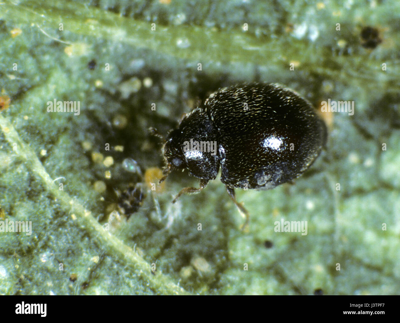 Minute black ladybird, Stethorus punctillium, a small biological control insect preying on two-spotted spider mites Stock Photo