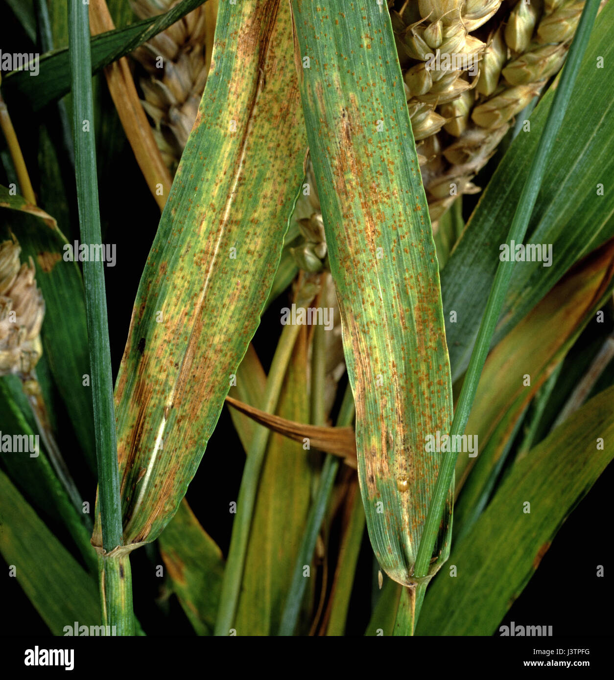 Brown rust ( Puccinia triticina ) orange / brown pustules on flagleaves on wheat plant ( triticum aestivum) Stock Photo