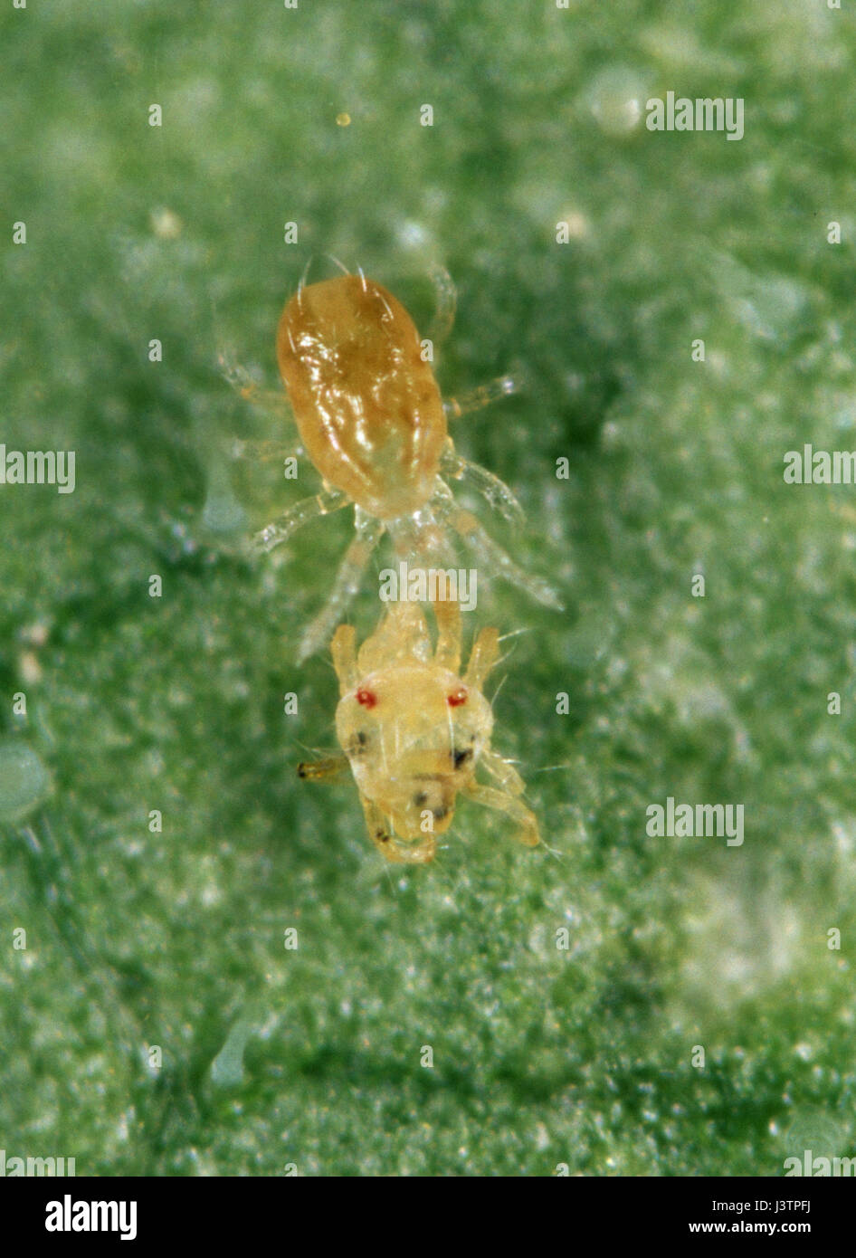 predatory mite feeding on two spotted spider mite predator twospotted spider mite