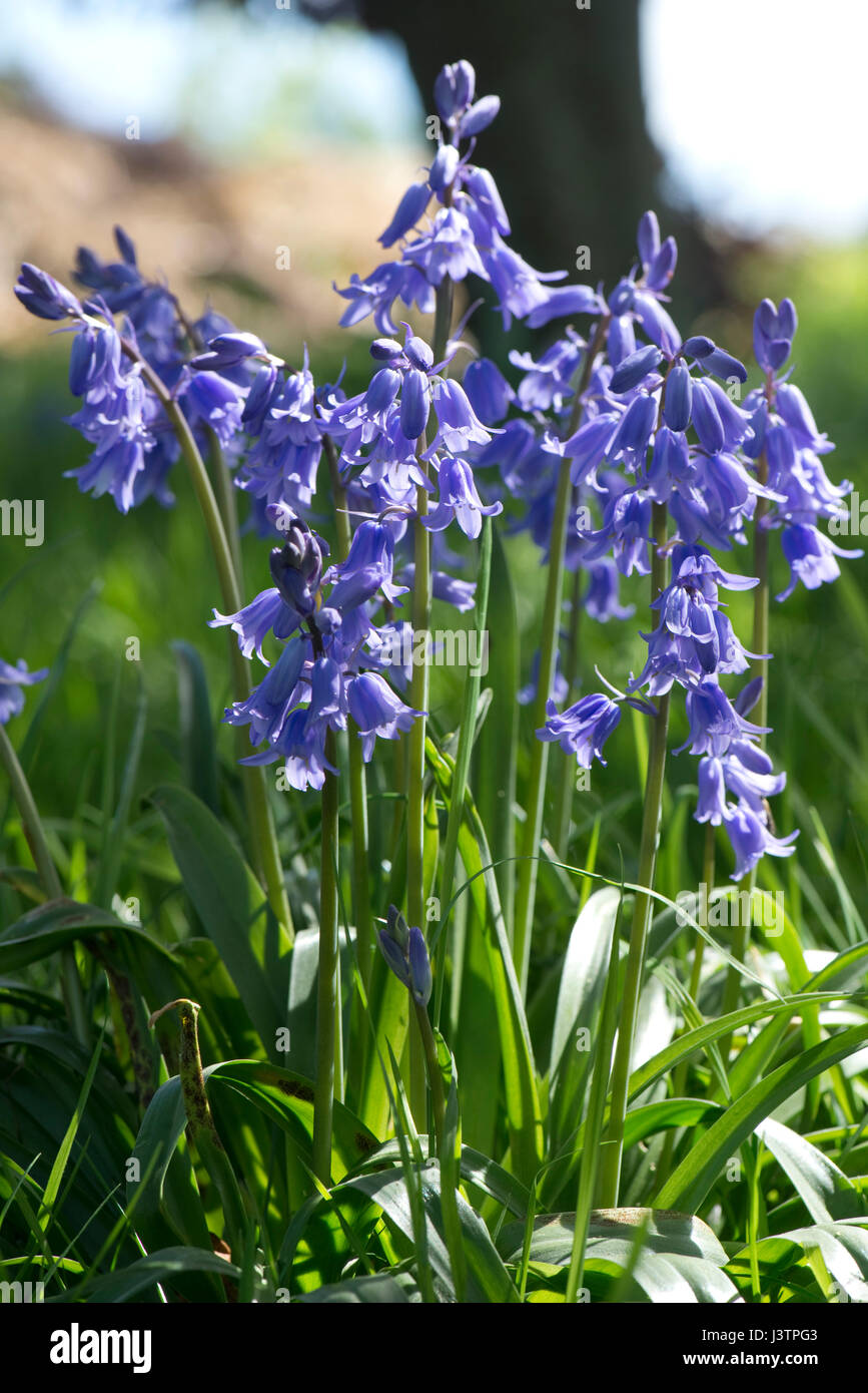 Spanish bluebells, Hyacinthoides hispanica, in full blue flower in a woodland setting.  These plants are invasive and hybridise with the English nativ Stock Photo