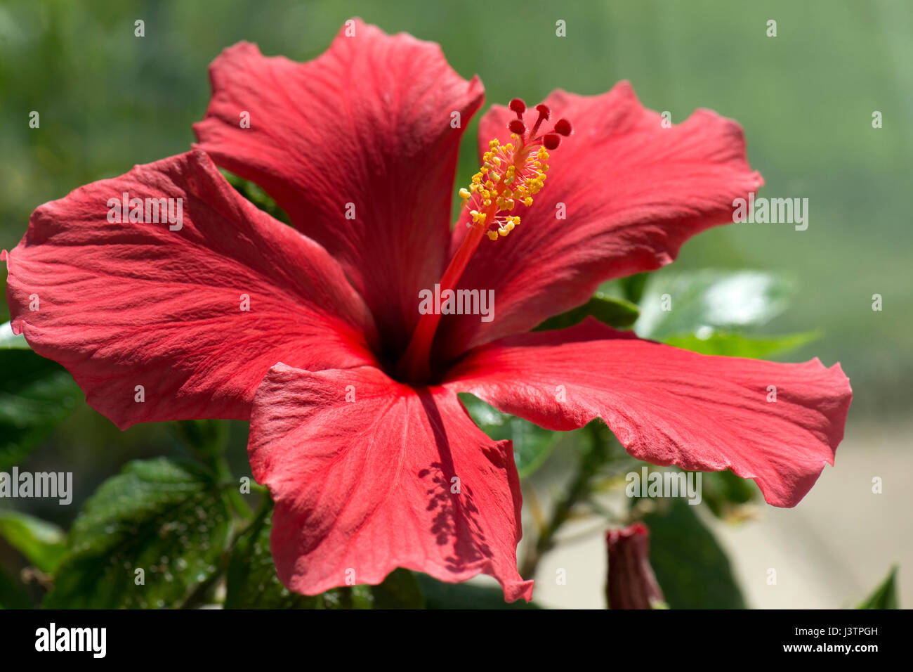 Red flower of Hibiscus rosa-sinensis or rose mallow with open petals and pronounced pistil supporrting styles, stigma and filaments with anthers Stock Photo
