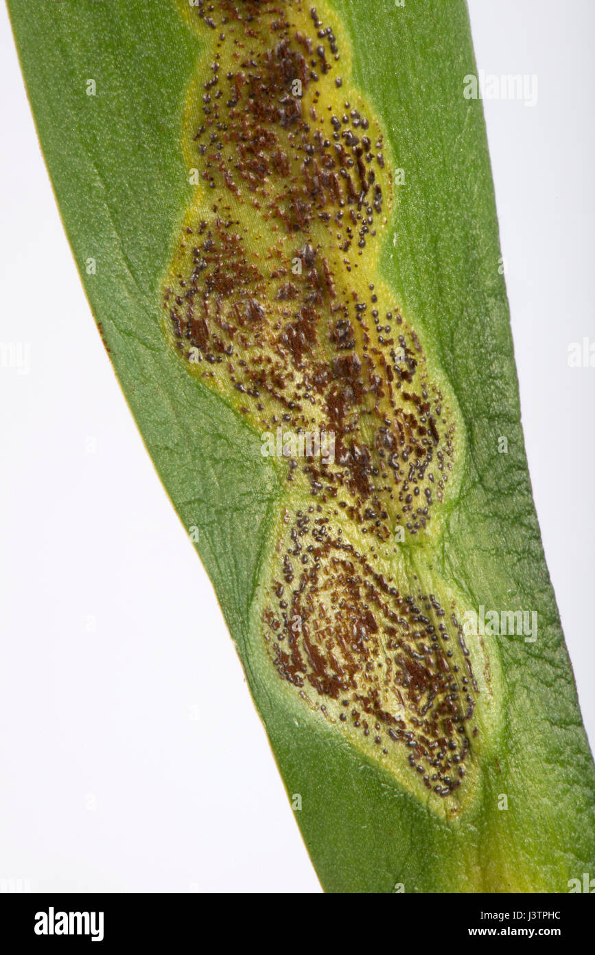 Bluebell rust, Uromyces muscari, disease pustules chloritic areas with brown black spots on the leaves of Spanish bluebells in flower. Stock Photo