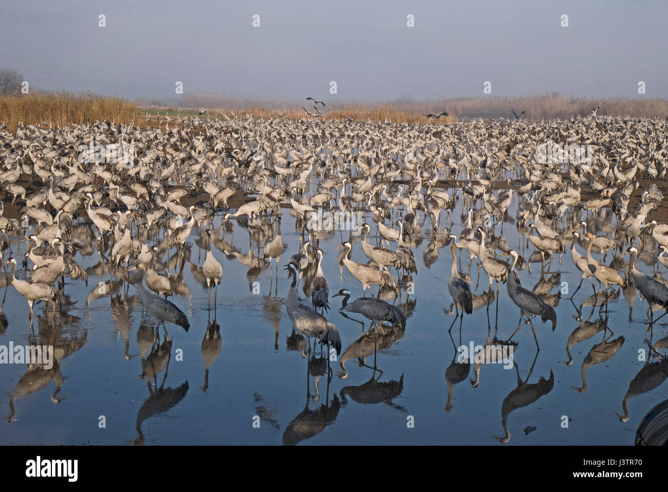 Common Cranes Grus grus, wintering at  the Hula Lake Park, Hula Valley Northern Israel.  Farmers spread 8 tons of Maize a day on to the marsh to keep Stock Photo