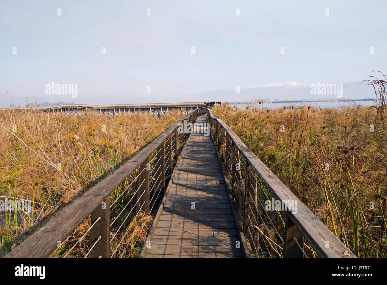 Boardwalk through Papyrus Swamp in the Hula Nature Reserve, Hula Valley, Northern Israel, January Stock Photo