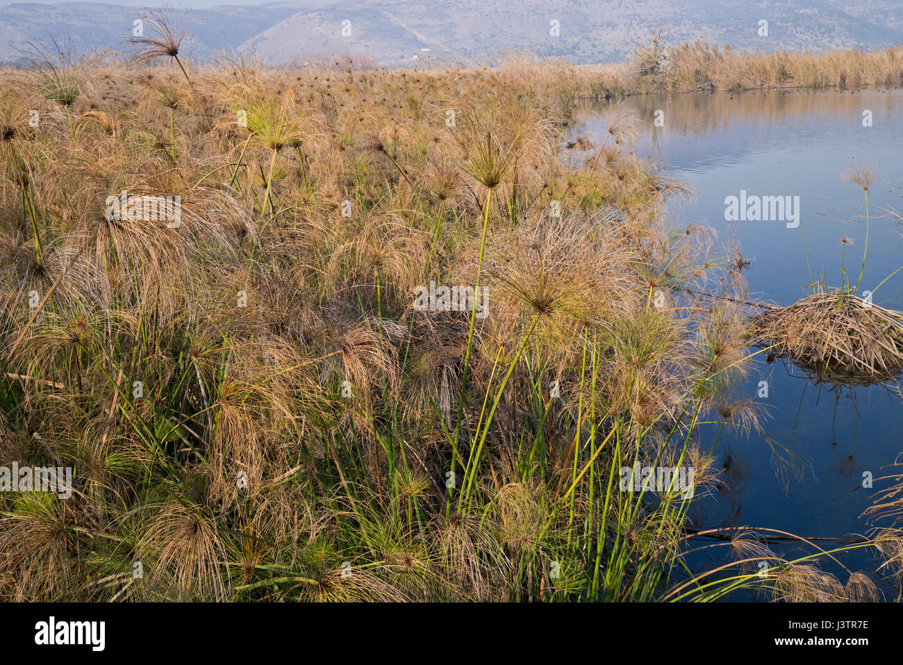 Papyrus Swamp in the Hula Nature Reserve, Hula Valley, Northern Israel, January Stock Photo