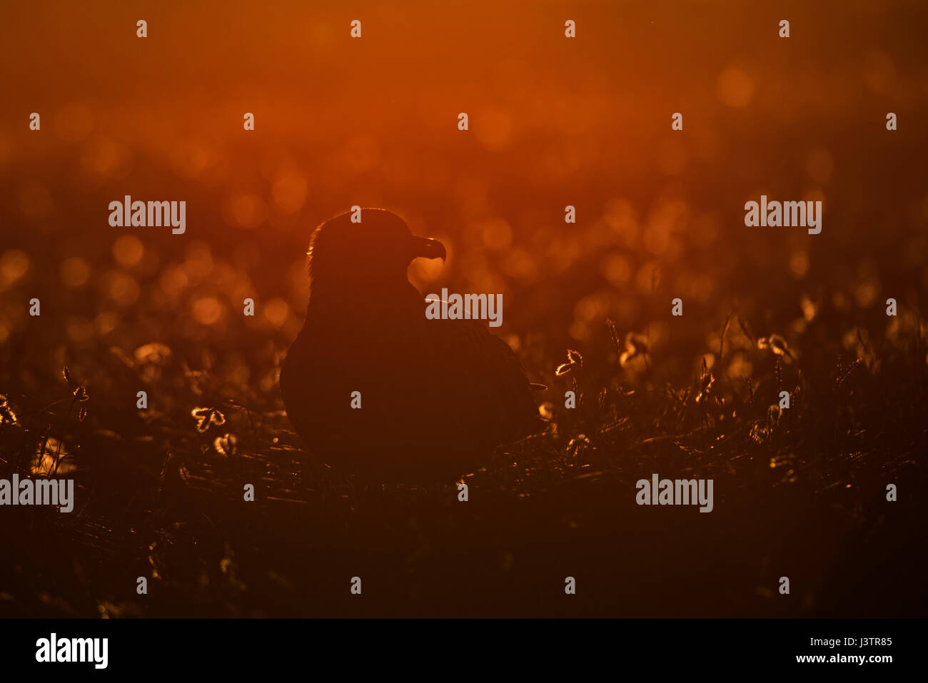 Great Skua Stercorarius skua Hermaness, Unst, Shetland June Stock Photo