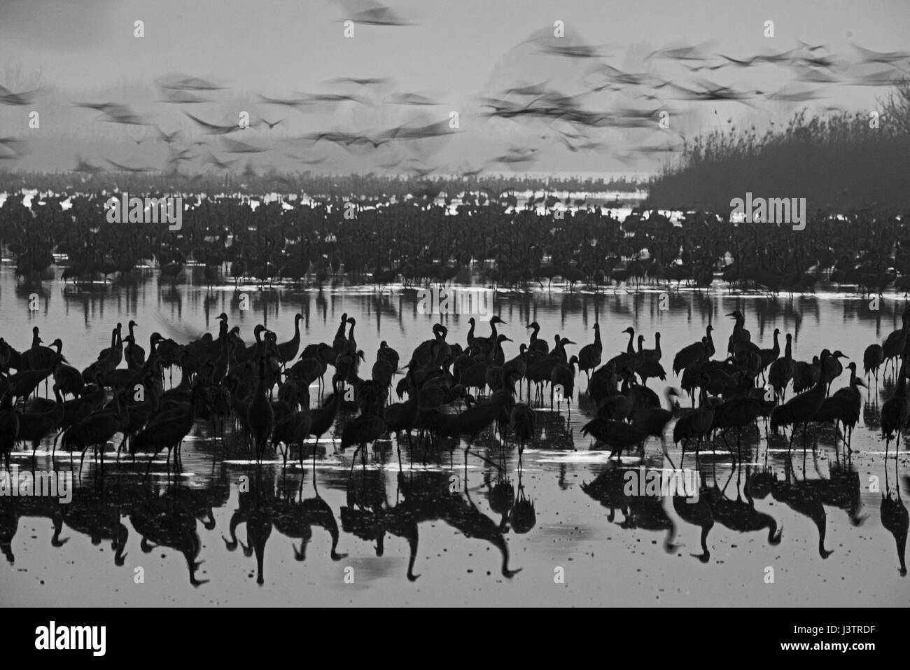Common Cranes Grus grus, at dawn gradually leaving overnight roost on lake. They are wintering at  the Hula Lake Park, known in Hebrew as Agamon HaHul Stock Photo