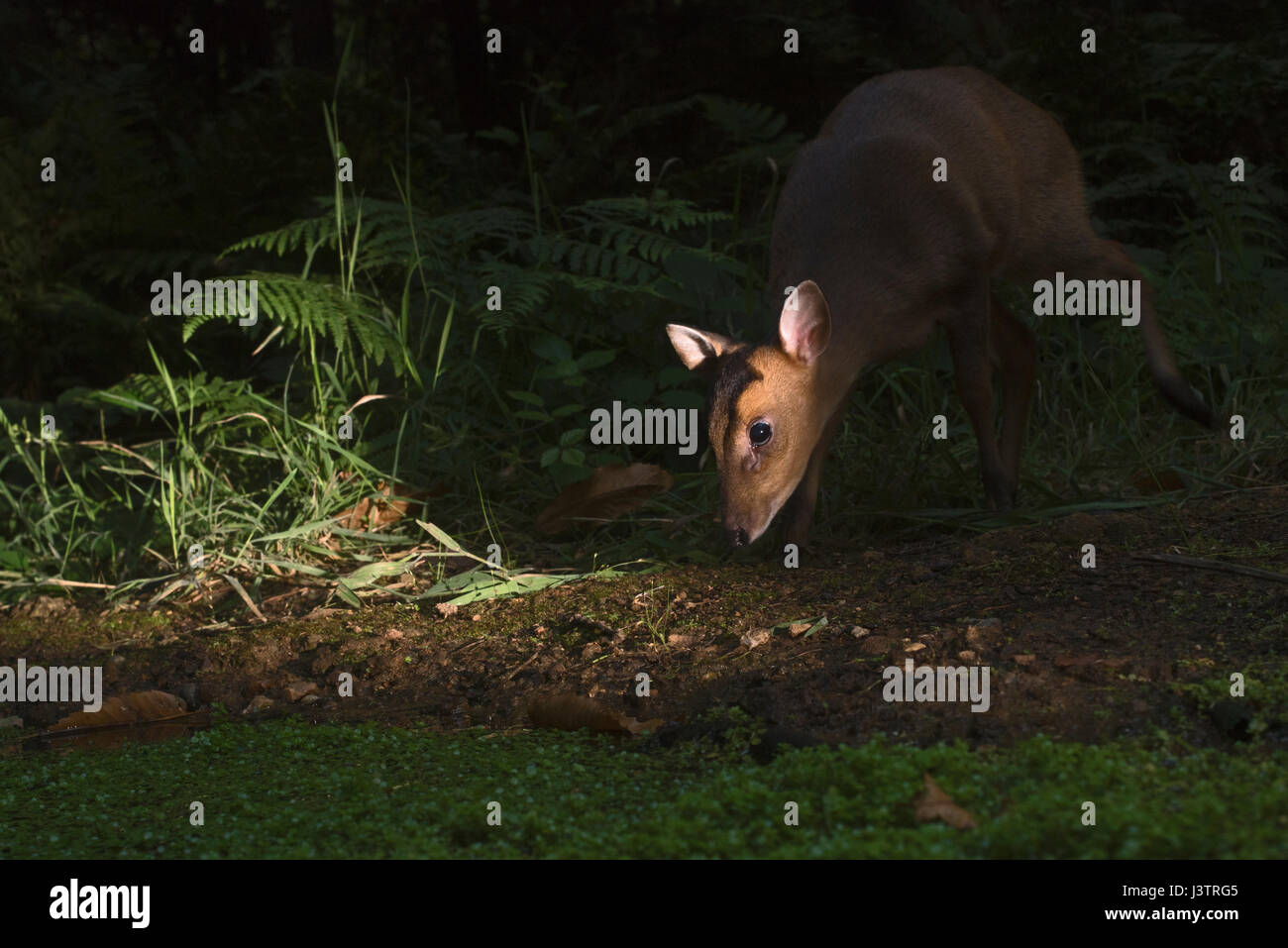 Reeves's muntjac Muntiacus reeves female in woodland at night North Norfolk UK Stock Photo